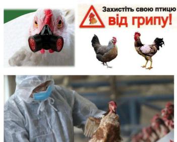 Грип птиці: шляхи передачі, клінічні ознаки та алгоритм дій при виявлені, превентивні заходи