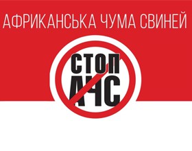 Увага! Африканська чума свиней!
