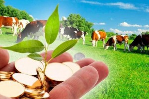 ​Оголошення про умови проведення конкурсу з визначення підтримки фізичної особи за утримання корів молочного та молочно-м’ясного напряму продуктивності на територіях, на яких велися бойові дії
