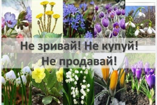 Нагадуємо про заборону торгівлі ранньоквітучими об`єктами рослинного світу
